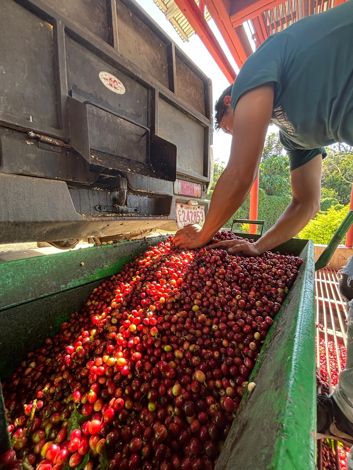 Costa Rica - Sugar Rush - White Honey