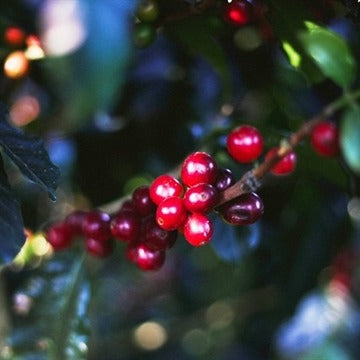 Mexico - Gold Dalia - Organic - Chiapas