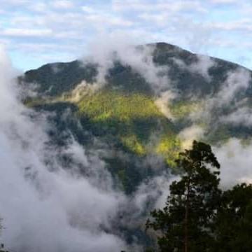 Jamaica Blue Mountain