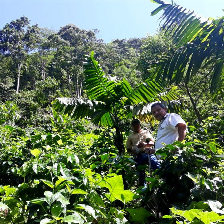 Organic Guatemalan