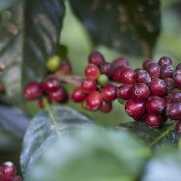 Peru - No Drama Llama - Organic