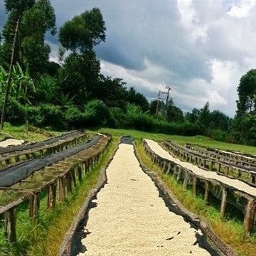 Kenya AA