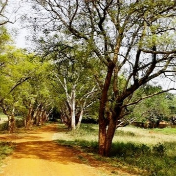 Kenya AA