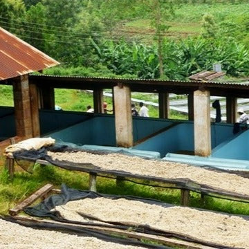 Kenya AA
