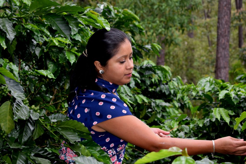 Many Hands, One Harvest Organic Honduran
