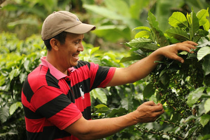 Many Hands, One Harvest Organic Honduran