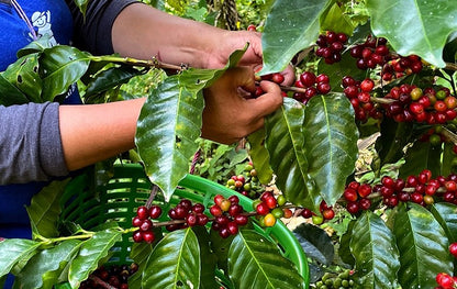 DECAF MEXICO ORGANIC CHIAPAS