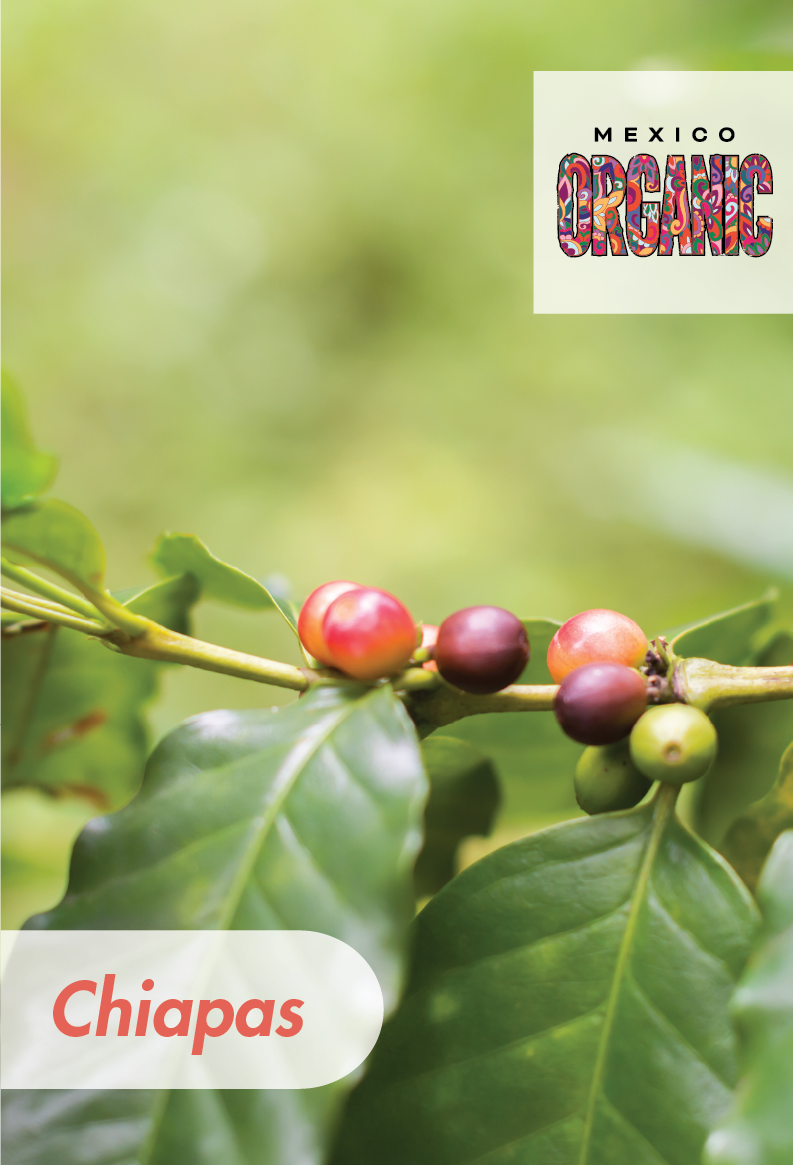 Mexico - Gold Dalia - Organic - Chiapas