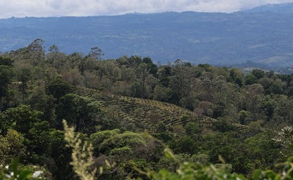 Panama Boquete Bajareque